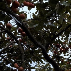 柿　最終値下げ間近　無農薬、横浜産、11/4夕方取りました。（２）の画像
