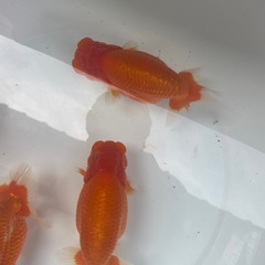 🐟残り４匹ランチュウ🐟の画像