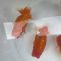 🐟残り４匹ランチュウ🐟の画像