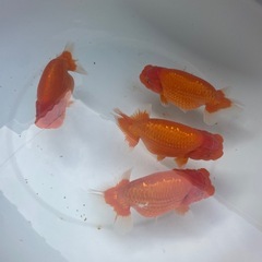 🐟残り４匹ランチュウ🐟の画像