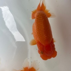 🐟残り５匹ランチュウ🐟の画像