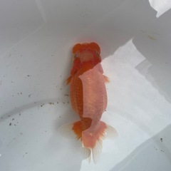 🐟残り５匹ランチュウ🐟の画像