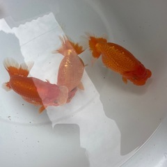 🐟残り５匹ランチュウ🐟の画像