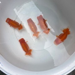 🐟残り５匹ランチュウ🐟の画像