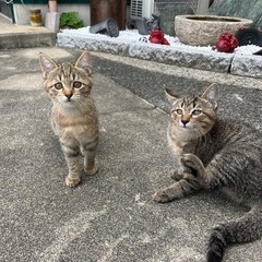 キジトラ兄妹里親さん募集