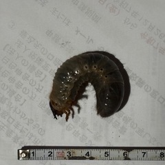 カブトムシようちゅ幼虫の画像