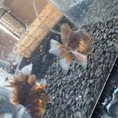 タイガーローズテール2匹セットの画像