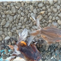 タイガーローズテール2匹セットの画像