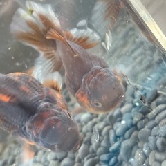 タイガーローズテール2匹セットの画像