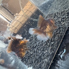 タイガーローズテール2匹セットの画像