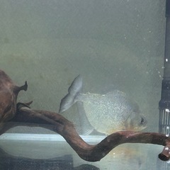 レッドチークダイヤモンドブラックピラニアの画像