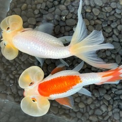 かわいい更紗！【　　らんちゅう（2018年生まれ）　４匹セット　】　　8～9㎝前後　　●　③　　動画 福岡県のらんちゅうの中古が安い！激安で譲ります・無料であげます