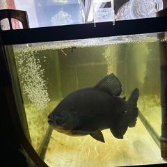 コロソマ１２月２８日まで引き取りの画像