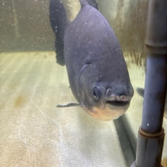 コロソマ１２月２８日まで引き取りの画像