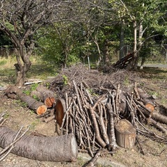 【無料】薪 差し上げますの画像