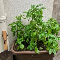 🪴バジル鉢植①の画像