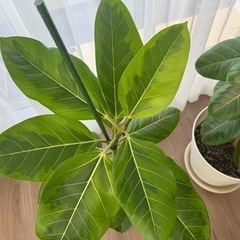 観葉植物　今年植え替え済みの画像