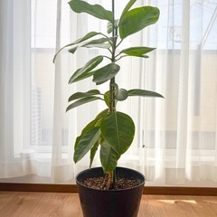 観葉植物　今年植え替え済みの画像