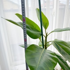 観葉植物　今年植え替え済みの画像