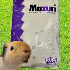 モルモットフード　500g→500円の画像