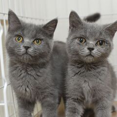 11/8(土) 25頭譲渡会。3ヶ月ブリティッシュショートヘア♂...