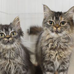 11/8(土) 25頭譲渡会。3ヶ月足長マンチカン♀姉妹【里親募集】 