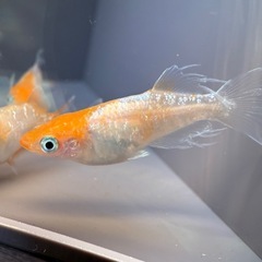 メダカ⭐︎イベント販売⭐︎の画像