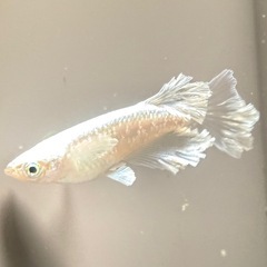 メダカ⭐︎イベント販売⭐︎の画像