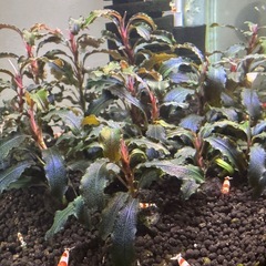 水草　ブセファランドラ クダガン　2株の画像