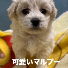 オーナー様募集中❣️❣️❣️❣️