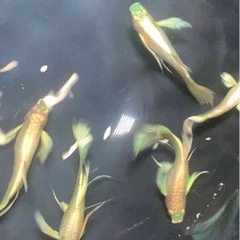 グッピーの画像