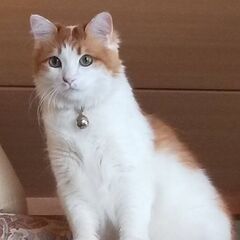 猫を探しています