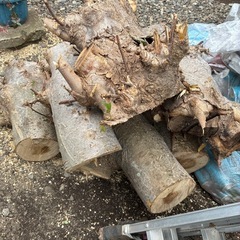 木蓮の切り株の画像