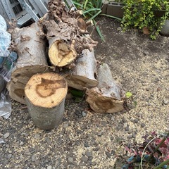 木蓮の切り株の画像