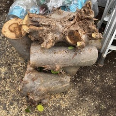 木蓮の切り株の画像