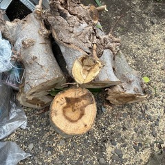 木蓮の切り株の画像