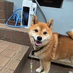 武蔵野市・三鷹市周辺のお散歩代行🐾 − 東京都