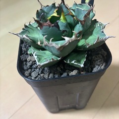 アガベ姫厳竜
の画像