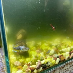 グリーンウォーター1本 2リットルの画像