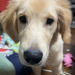 ゴールデンレトリバー