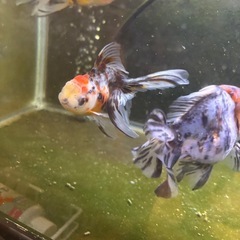 変わり東錦当歳の画像