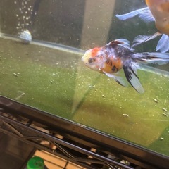 変わり東錦当歳の画像