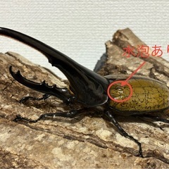 ヘラクレスオオカブト　♂単(152㎜)の画像