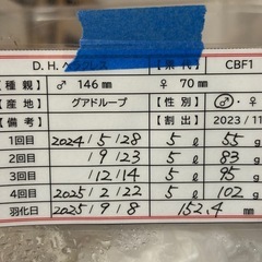 ヘラクレスオオカブト　♂単(152㎜)の画像