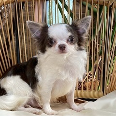 チワワ　男の子