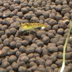 シュリンプの画像