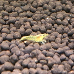 シュリンプの画像