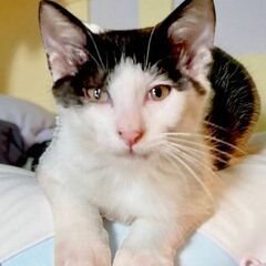 11月９日(日)三鷹で猫の譲渡会🐹❤️🐹黒白の男の子　生後3ヶ月...