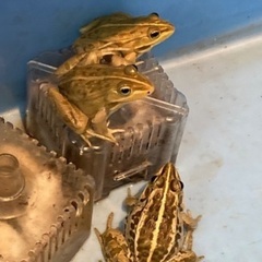 研究用など　トノサマガエル　ペア　6cm〜　3ペア(6匹)の画像