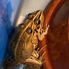 研究用など　トノサマガエル　ペア　6cm〜　3ペア(6匹)の画像